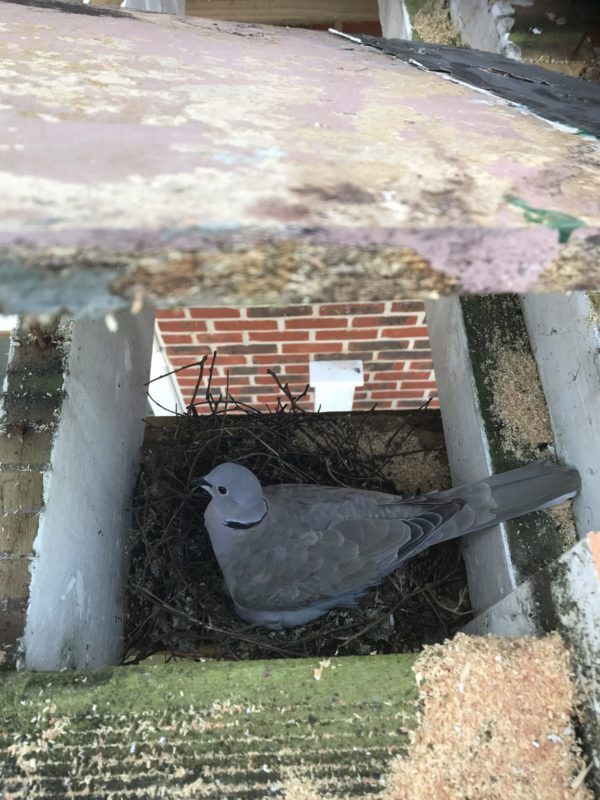 pigeon stop demolition