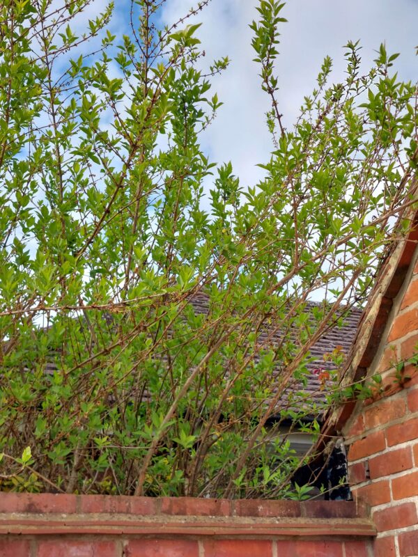 trees and structural engineers