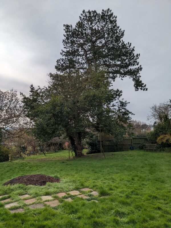 trees subsidence and structural engineers